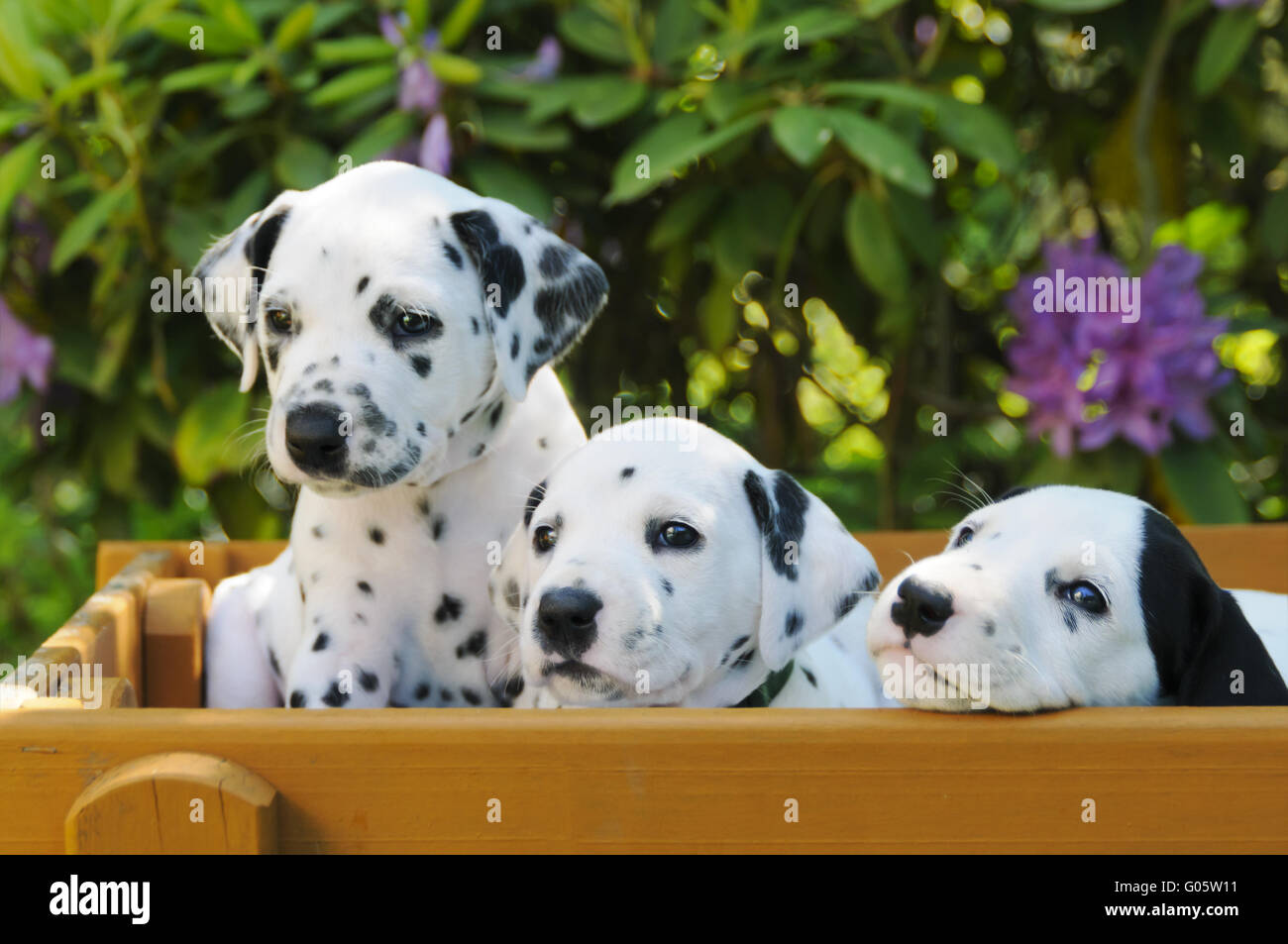 Tre cuccioli dalmata, cinque settimane Foto Stock