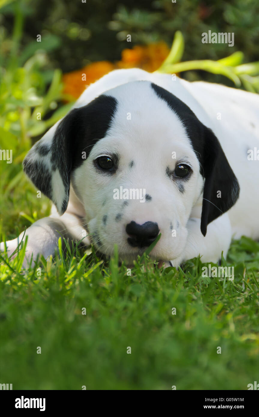 Cucciolo dalmata, cinque settimane, ritratto Foto Stock