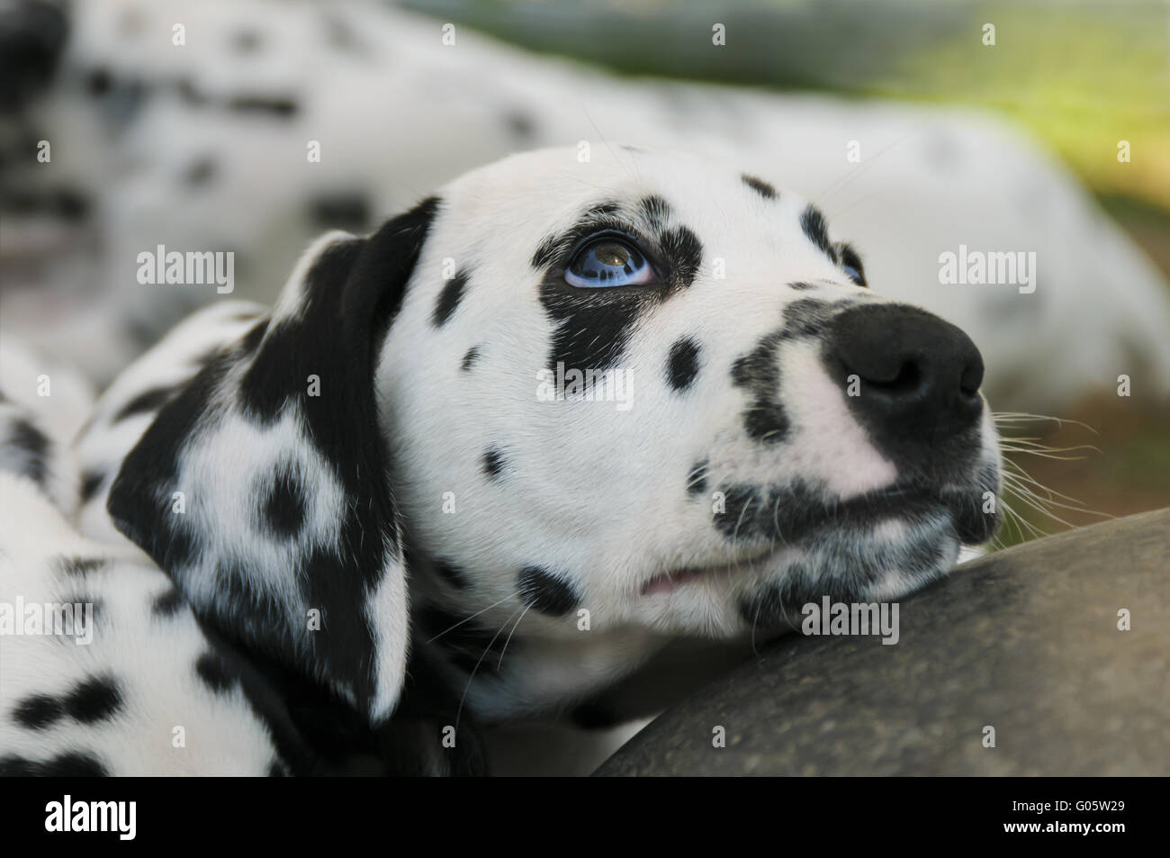 Cucciolo dalmata, sette settimane, ritratto Foto Stock