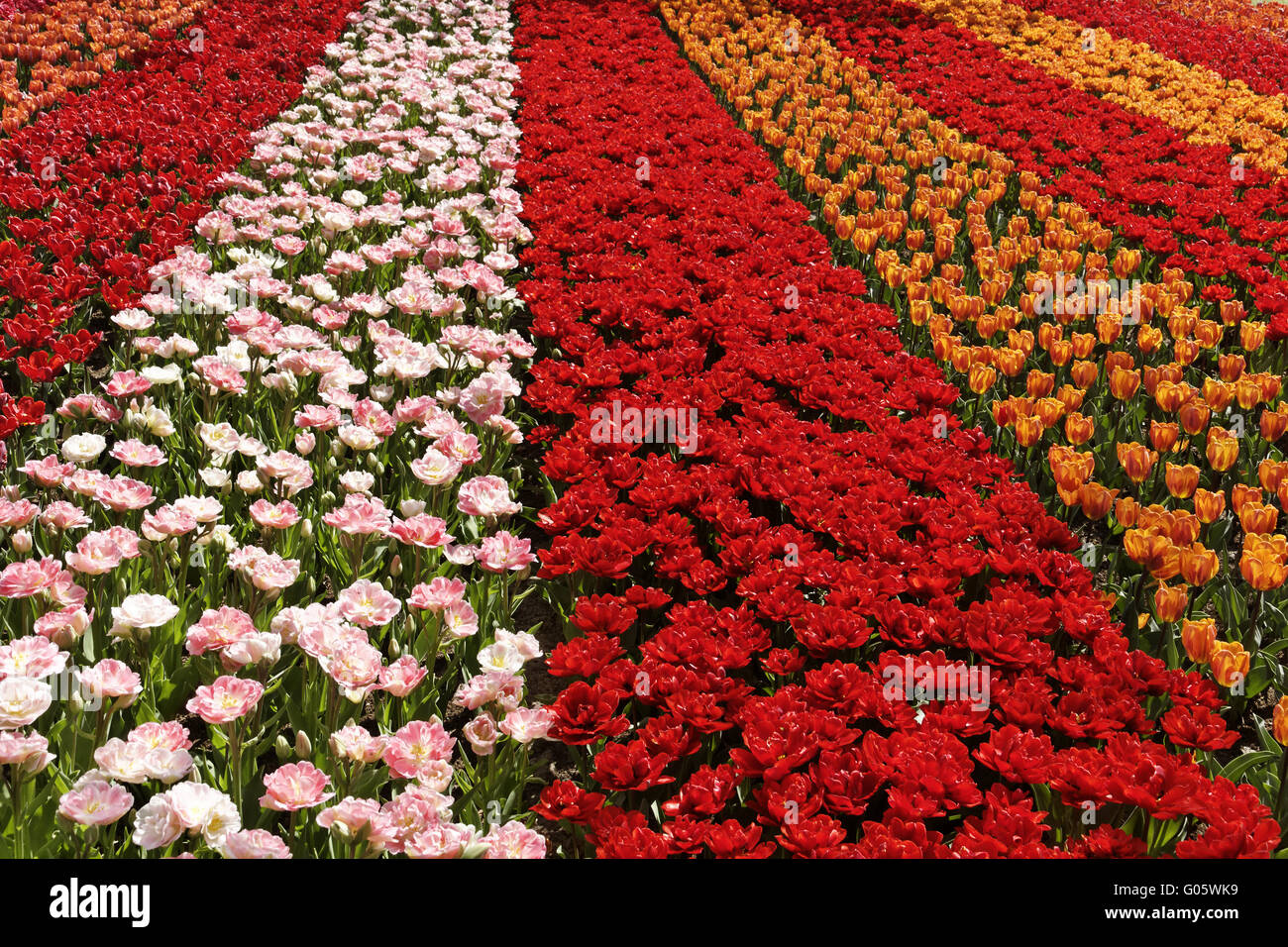 Campo di tulipani vicino a Lisse, South Holland, Paesi Bassi Foto Stock