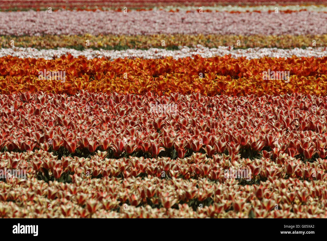 Campo di tulipani vicino a Lisse, South Holland, Netherlan Foto Stock