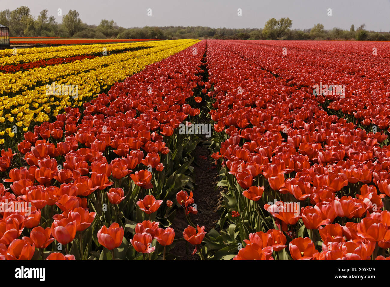 Campo di tulipani vicino a Noordwijkerhout, South Holland Foto Stock