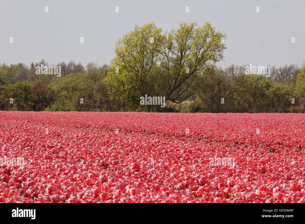 Campo di tulipani vicino a Noordwijkerhout, South Holland Foto Stock