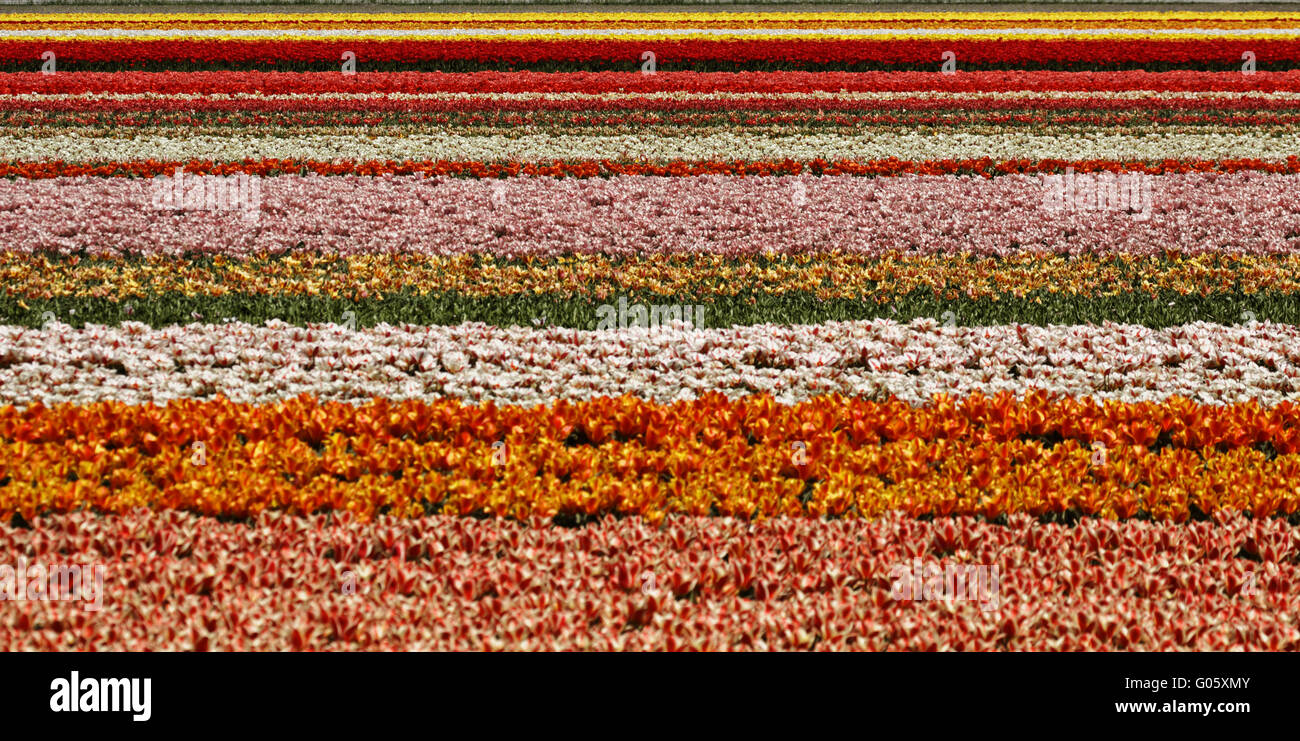 Campo di tulipani vicino a Lisse, South Holland, Paesi Bassi Foto Stock