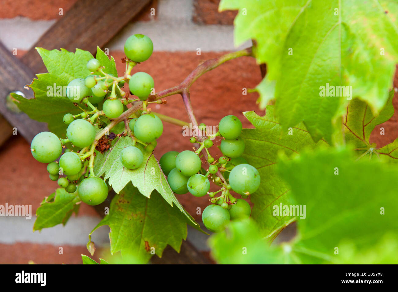 Deliziosi uve biologiche crescente sul giardino posteriore parete (non chimiche) Foto Stock