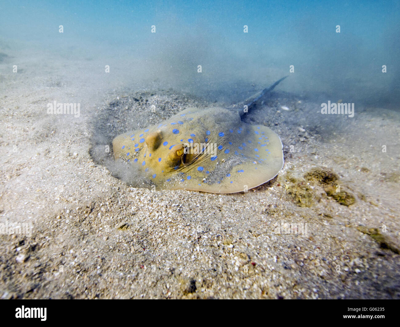 Bluespotted ribbontail ray Foto Stock