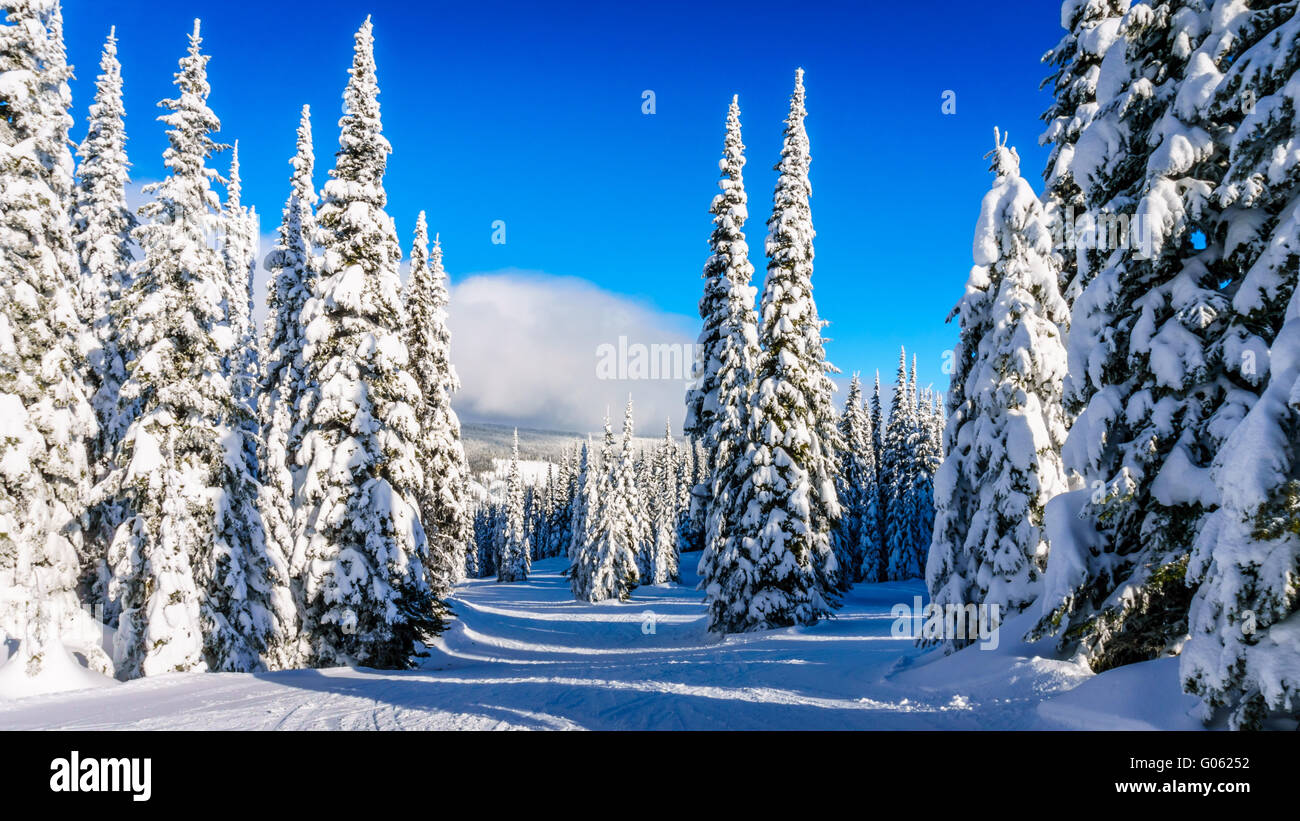 Sciare tra coperta di neve alberi in alta alpine presso il Villaggio del Sole i picchi del Shuswap altipiani della British Columbia, Canada Occidentale Foto Stock