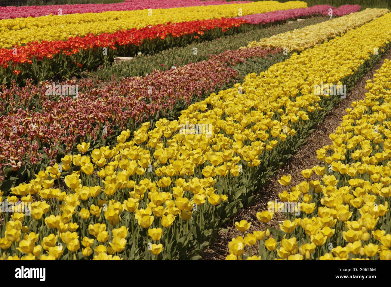 Campo di tulipani vicino a Noordwijkerhout, South Holland, N Foto Stock