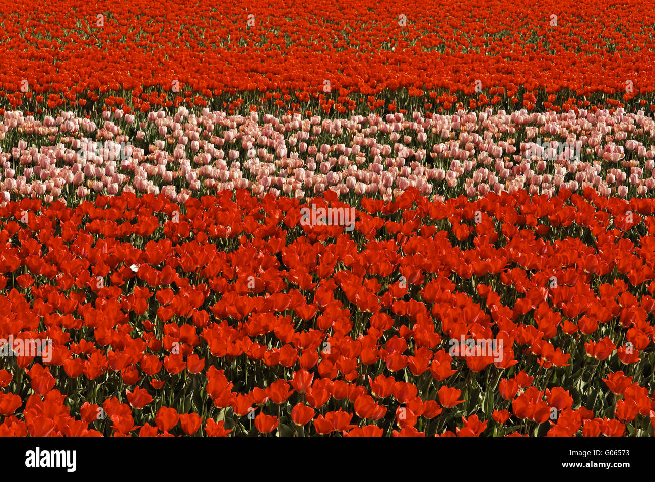 Campo di tulipani vicino a Noordwijkerhout, South Holland, N Foto Stock