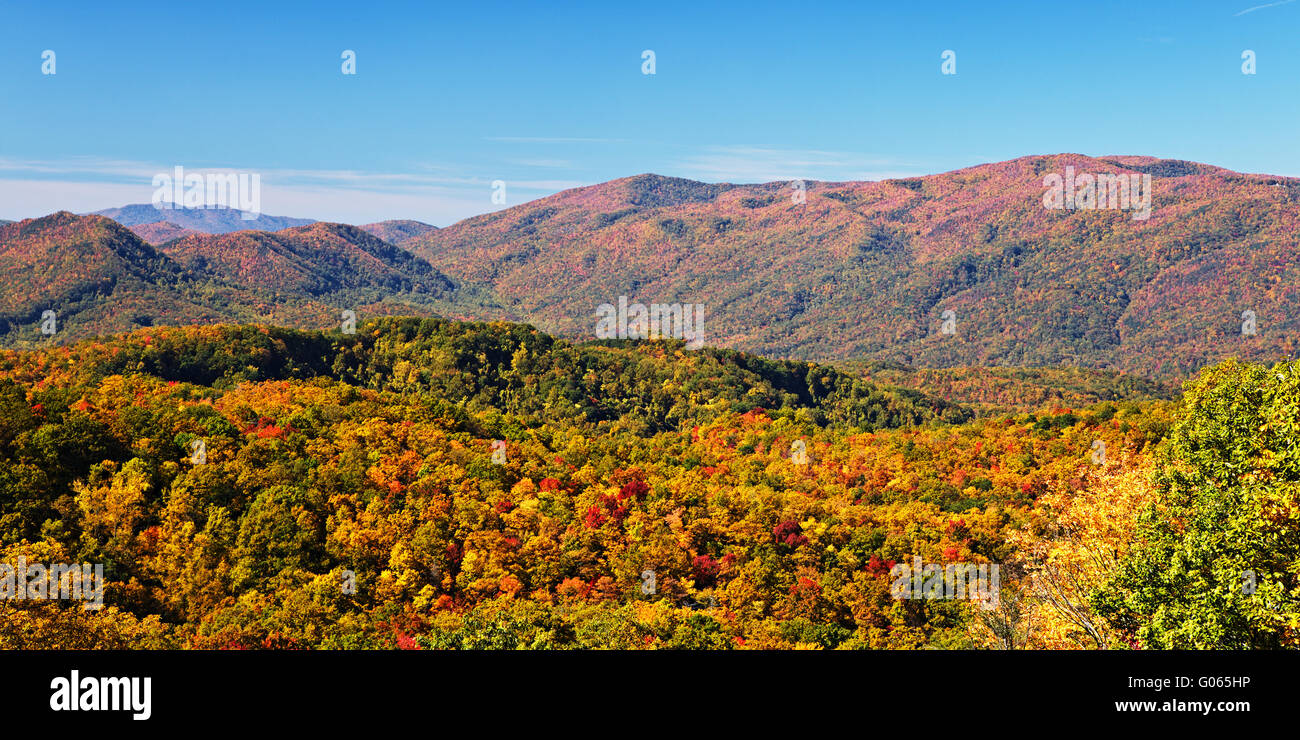 I colori dell'autunno boschi nelle Smoky Mountains National Park Foto Stock