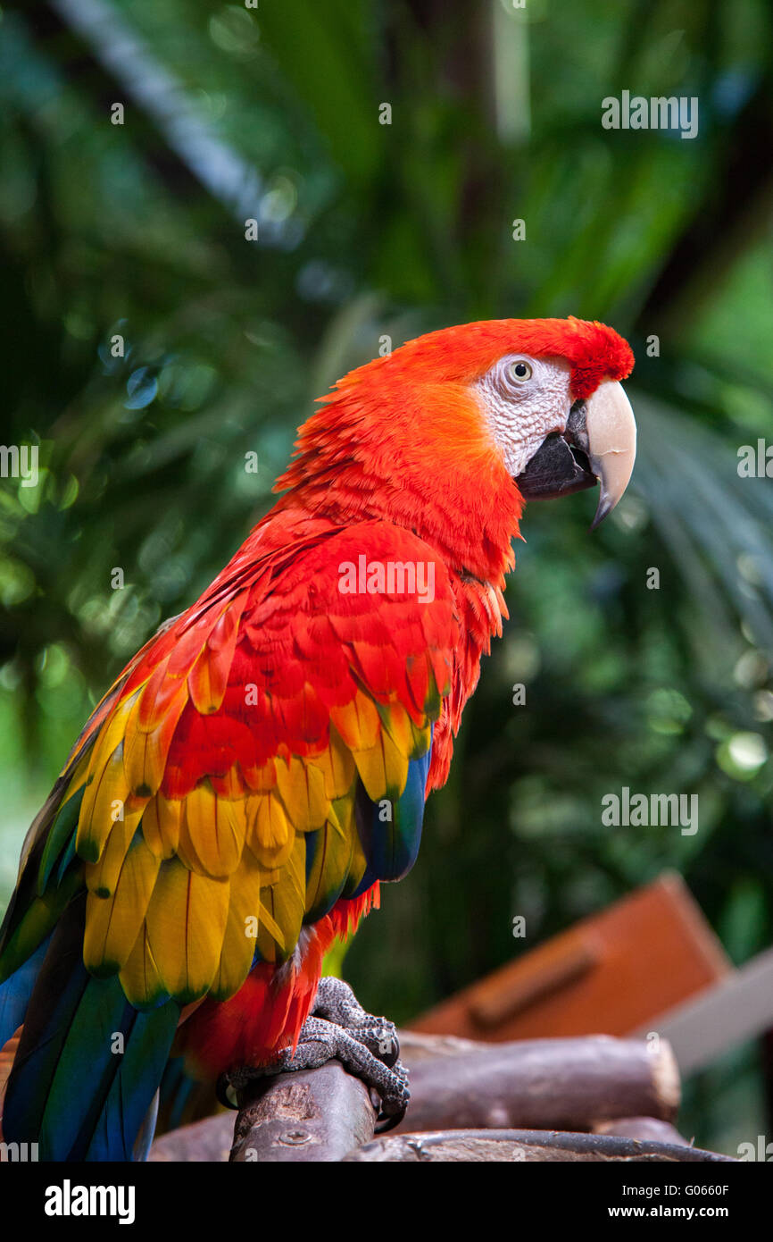 Rosso brillante pappagallo Scarlet Macaw nel Loro Parque Zoo Tenerife Foto Stock
