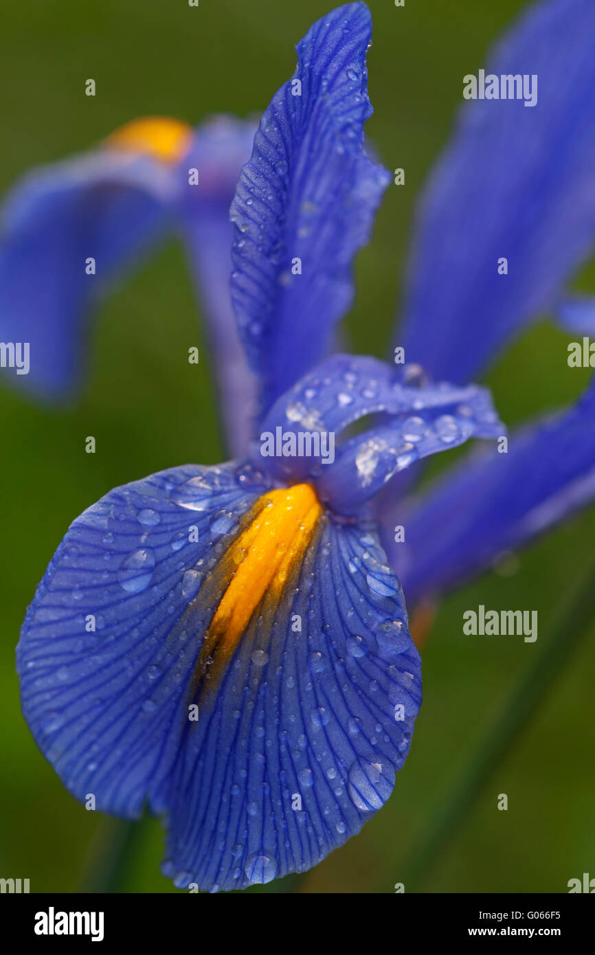 Olandese iris fiore Foto Stock