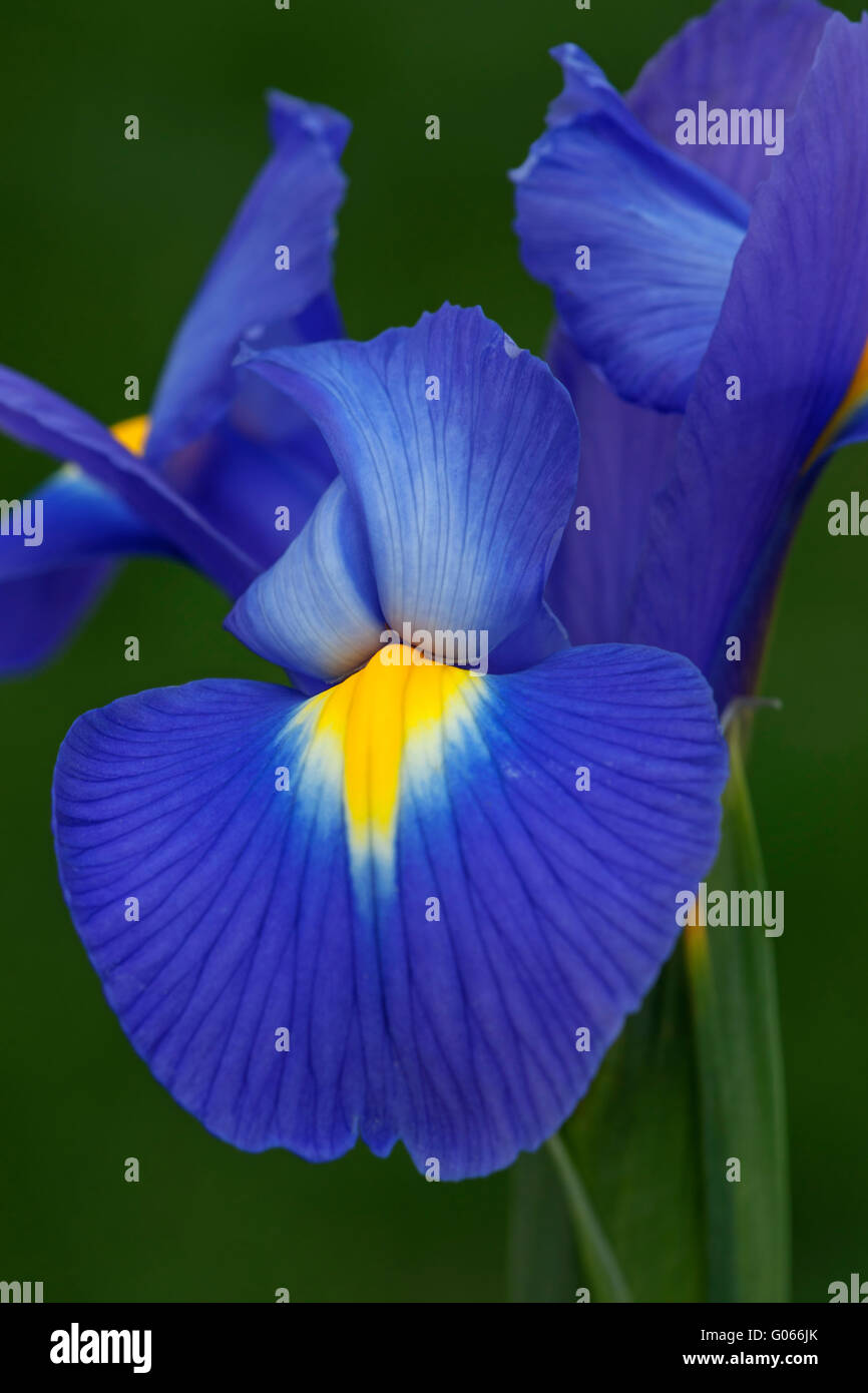 Olandese iris fiore Foto Stock