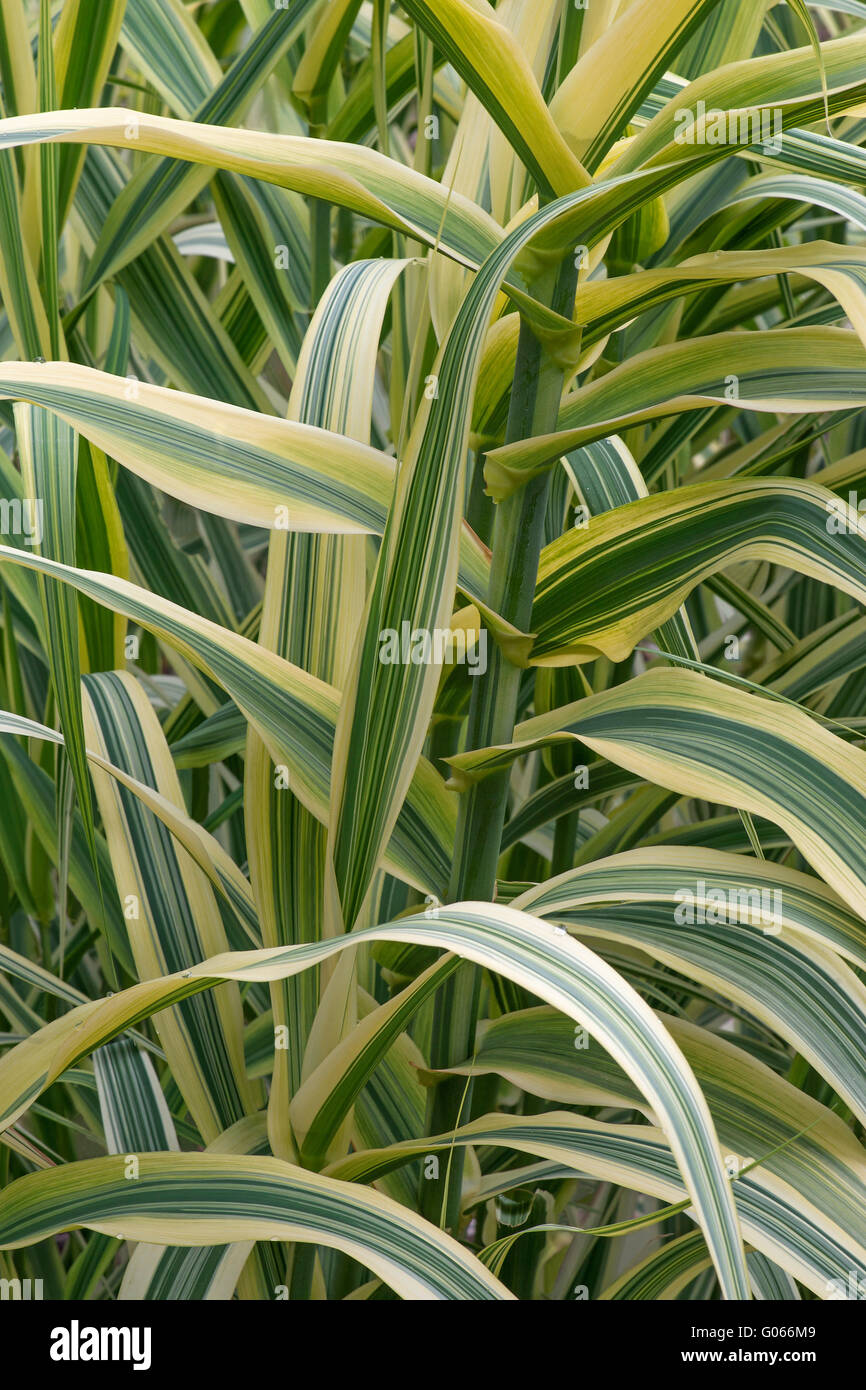 Canna gigante Foto Stock