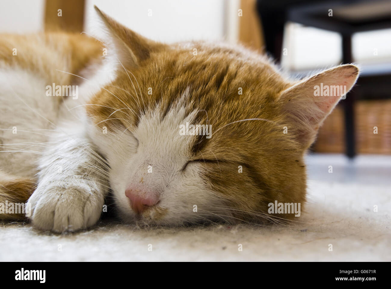 Dormire gatto di casa Foto Stock