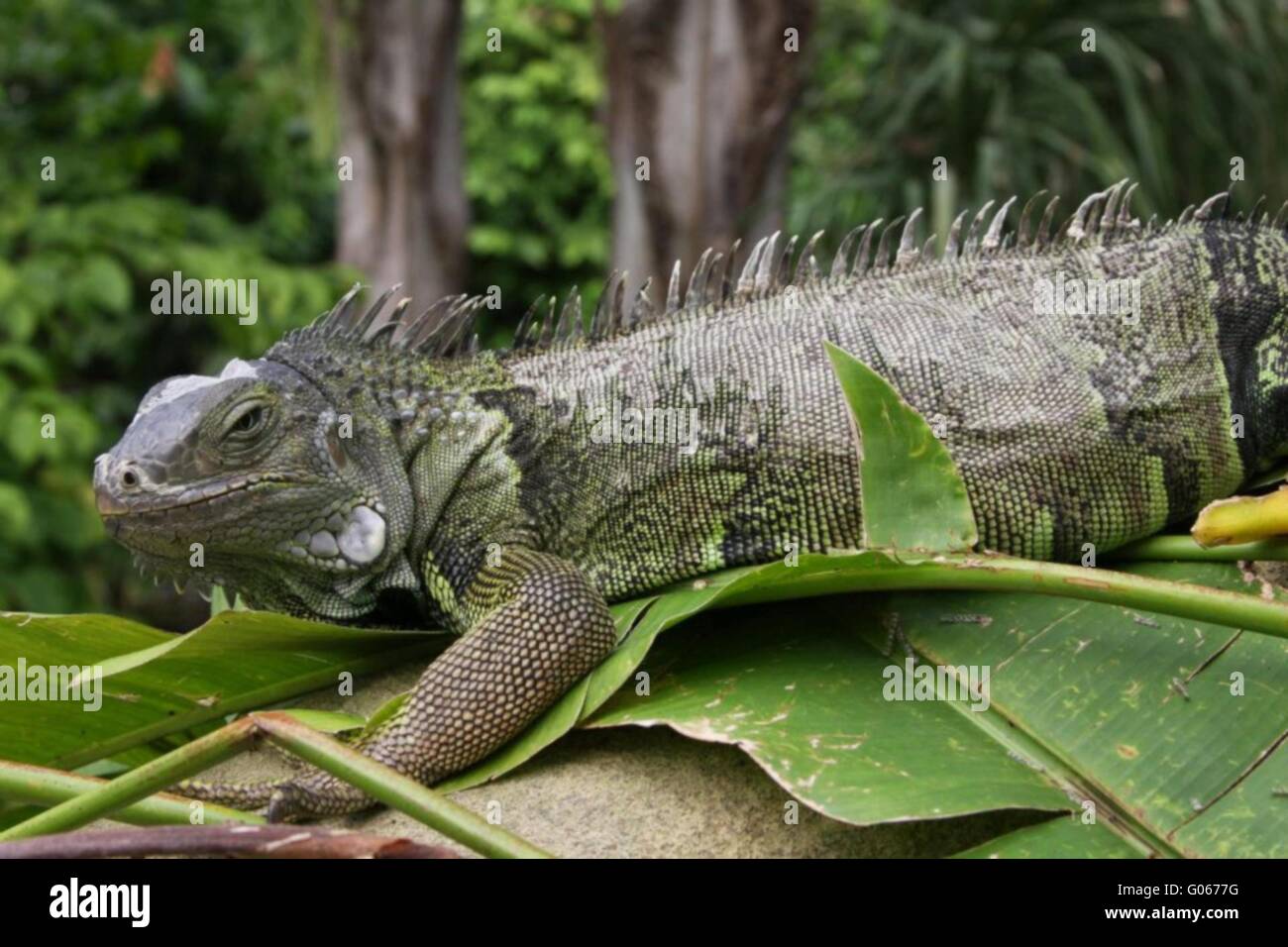 iguane verdi Foto Stock