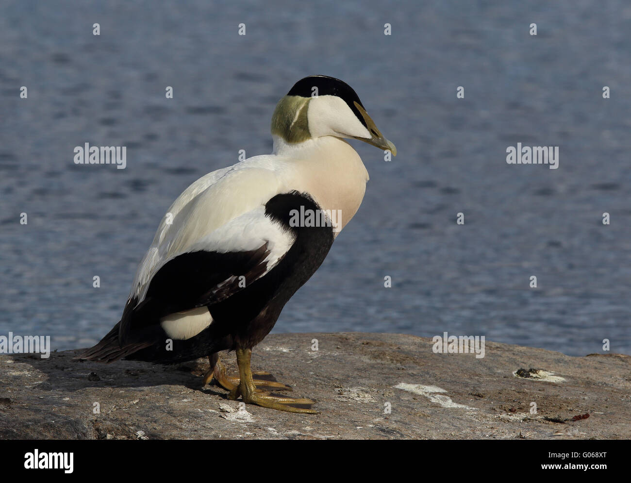 Eider comune, maschio in piumage di riproduzione Foto Stock