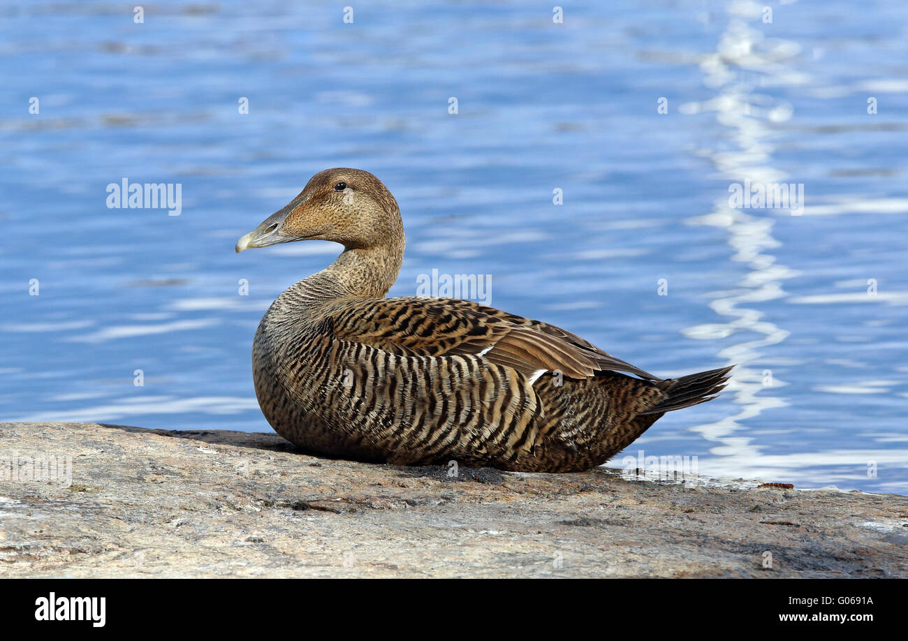 Eider comune, femmina che riposa sulla roccia Foto Stock
