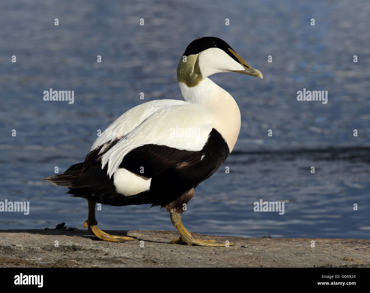 Eider comune, maschio in piumage di riproduzione Foto Stock