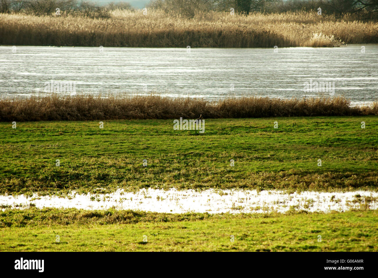 Lepre dal fiume Foto Stock