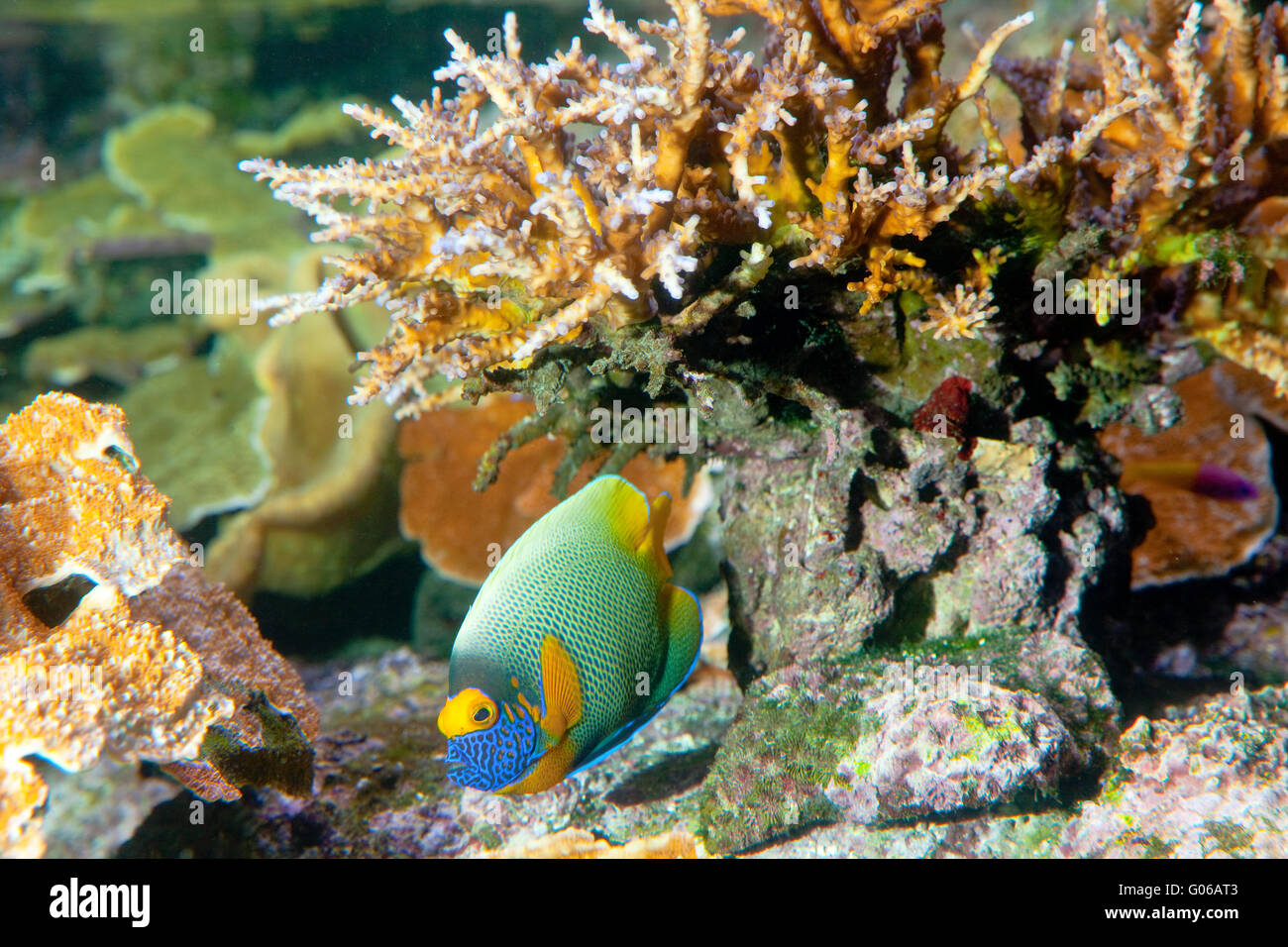 Faccia blu pesci angelo ( Pomacanthus Xanthometopon ) Foto Stock
