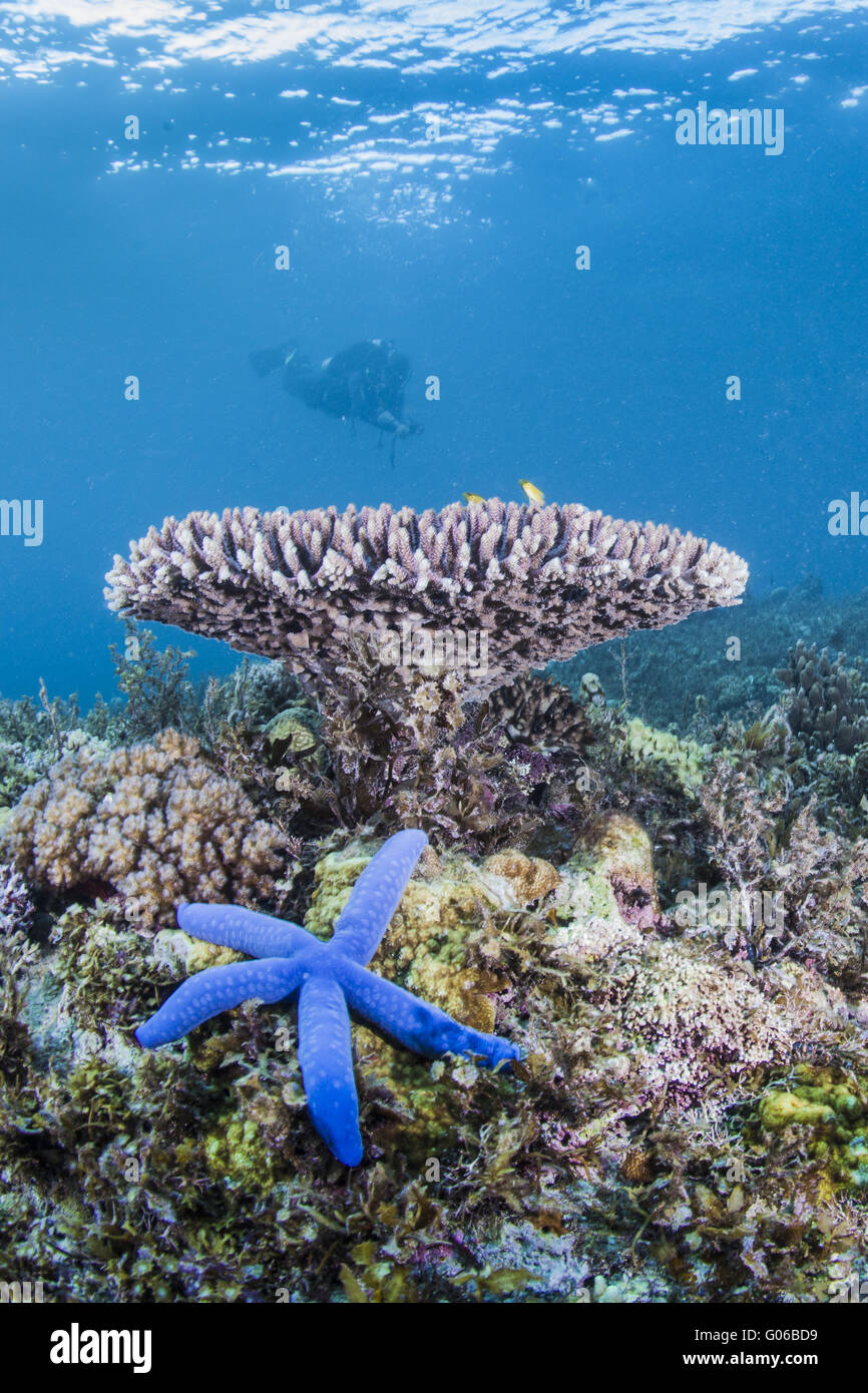 Stella blu su coralli duri Foto Stock