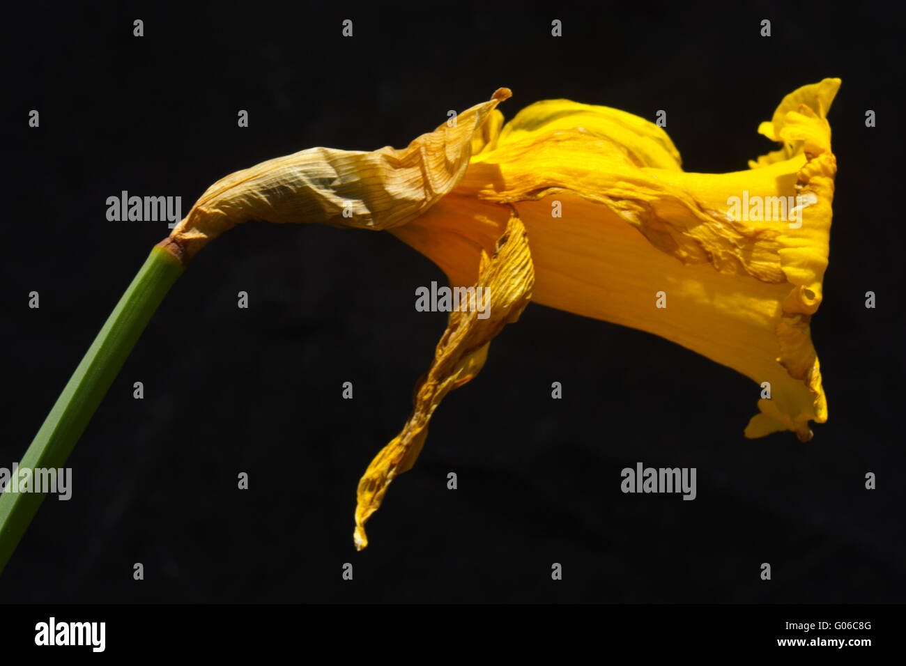 Daffodil fiore di narciso allo sbiadimento morti Foto Stock