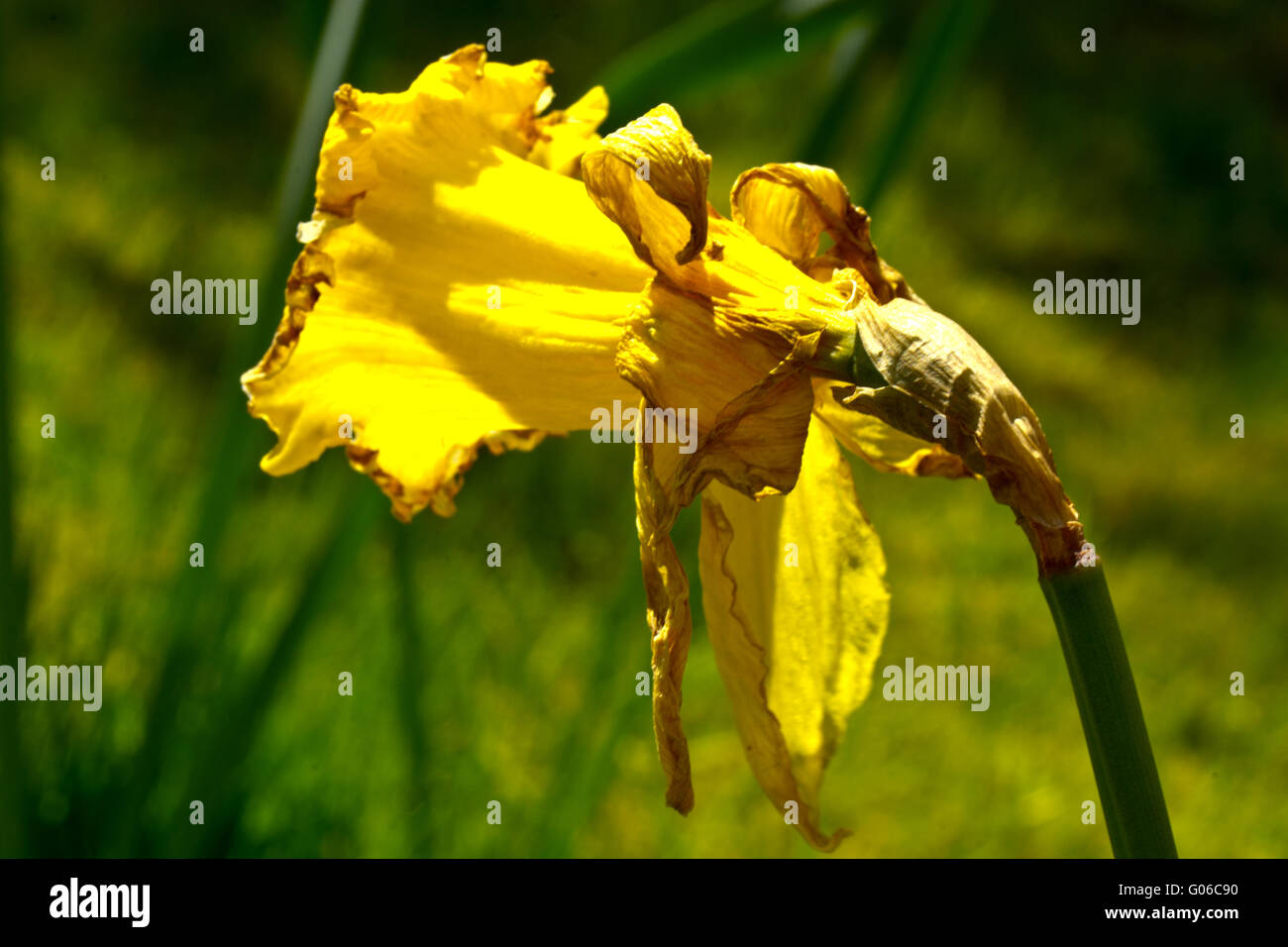 Daffodil fiore di narciso allo sbiadimento morti Foto Stock