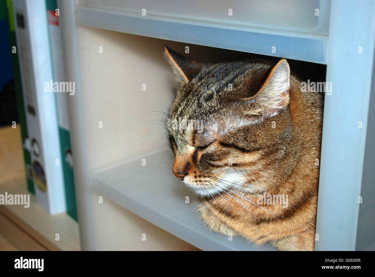 Un gatto in un ripiano Foto Stock