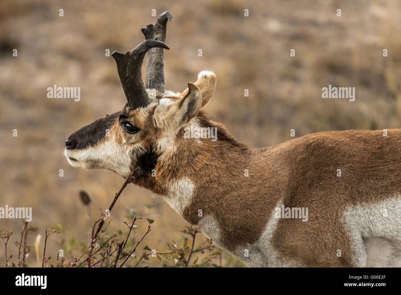 Il pronghorn, Antilocapra americana, utilizzando un ramo da una bussola a zero. Foto Stock