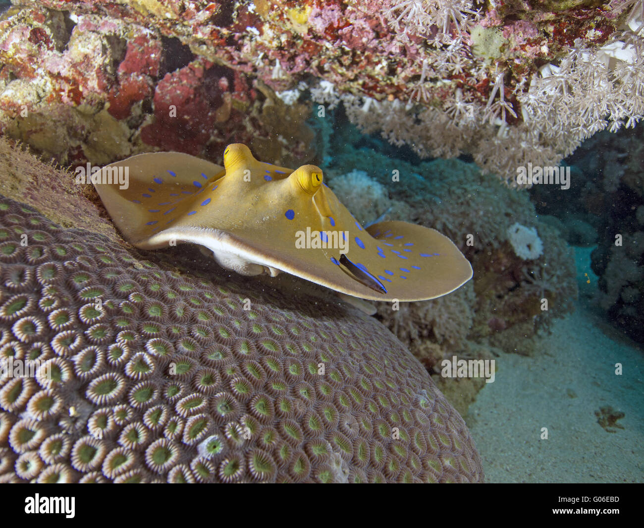 Cacciatore Fisch Immagini e Fotos Stock Alamy
