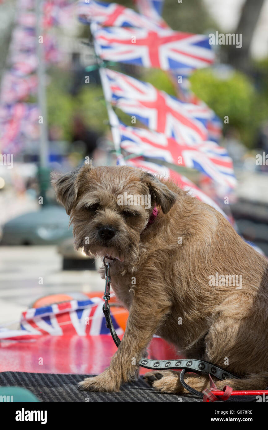 Londra, Regno Unito. Il 30 aprile 2016. cane su un narrowboat decorato con bunting e bandiere del 2016 canalway cavalcata festival di Little Venice, paddington. L'evento annuale che corre per il week-end festivo di maggio. Credito: vibrante foto/alamy live news Foto Stock