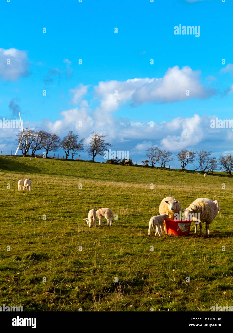 Pecore al pascolo in una fattoria nel distretto del Lago Cumbria in North West England Regno Unito Foto Stock