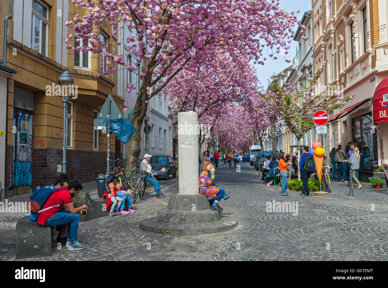 Fiore di Ciliegio tempo nella Città Vecchia di Bonn, NRW, Germania Foto Stock