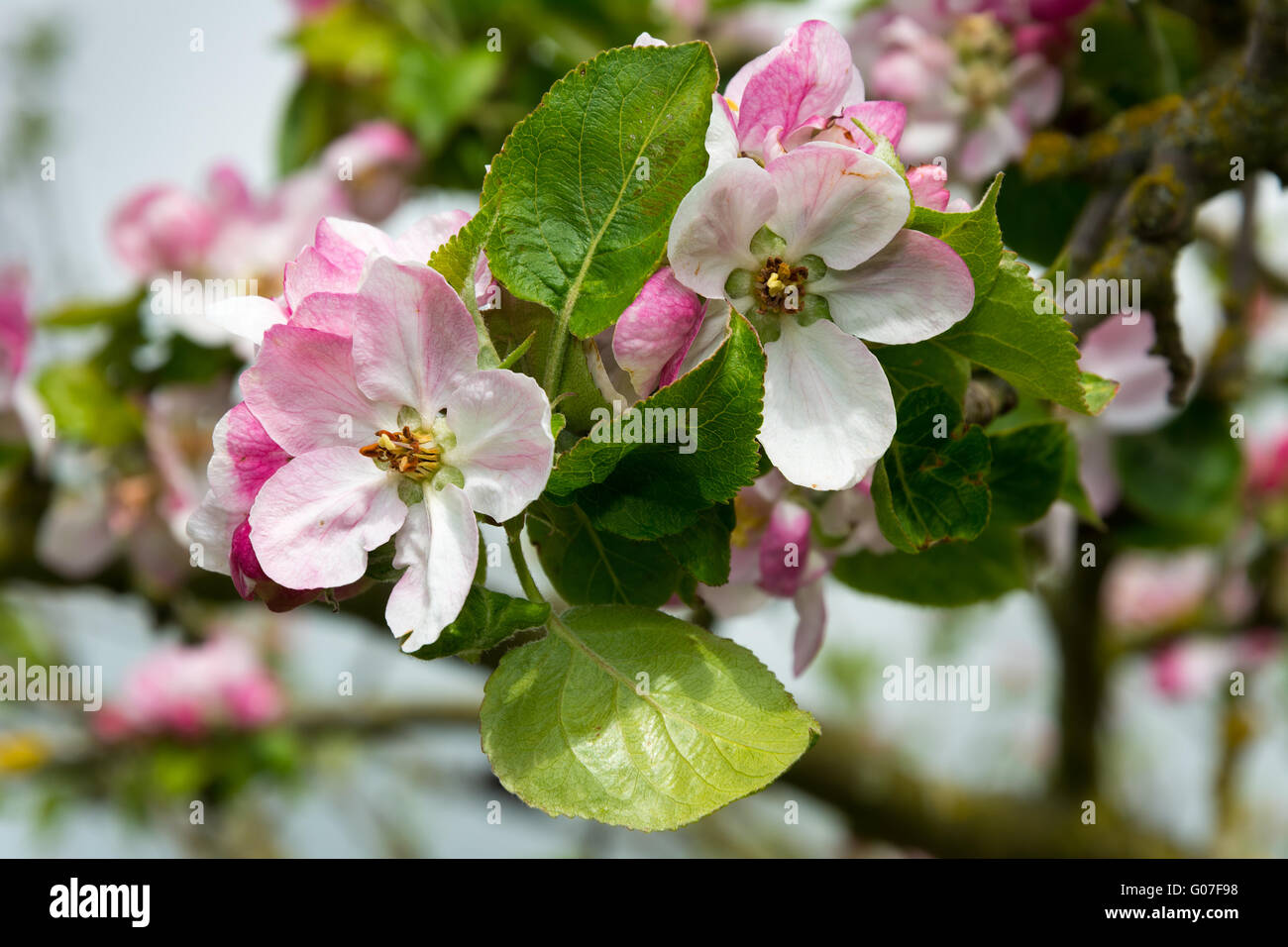 Apple Blossom in primavera con fiori rosa e bianchi Foto Stock