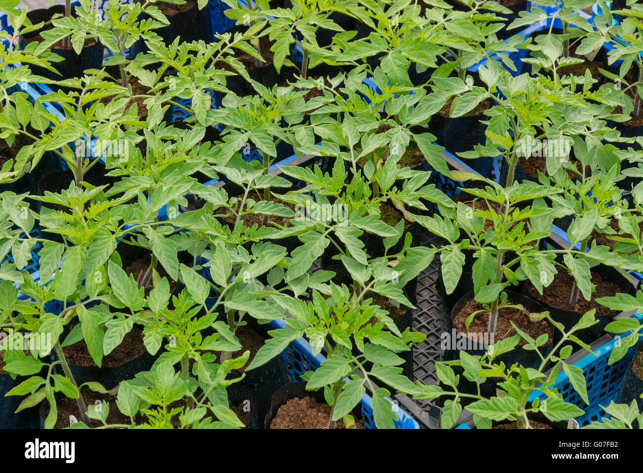 Giovani piante di pomodoro in vasi pronti per la semina Foto Stock
