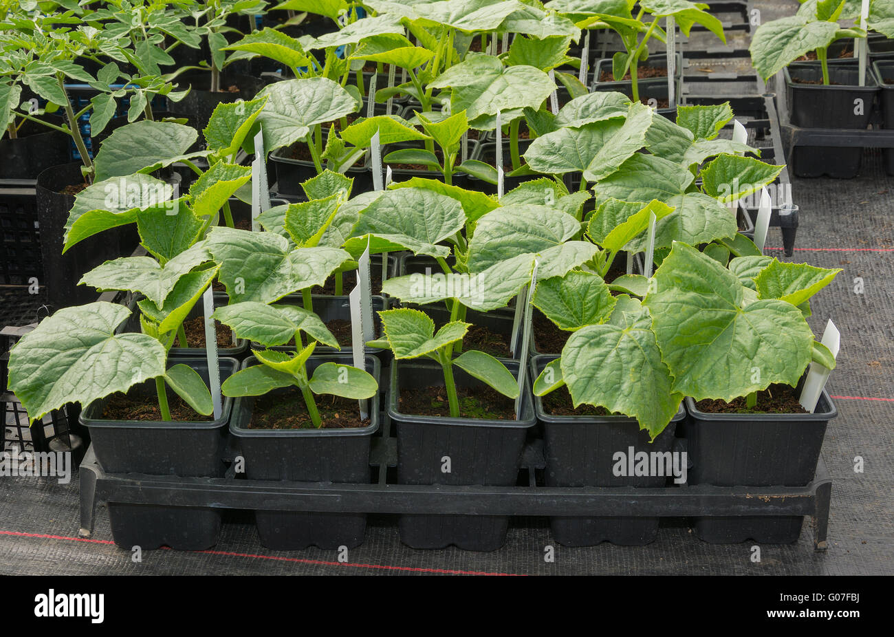 Giovani piante di cetriolo pronto per impianto fuori Foto Stock