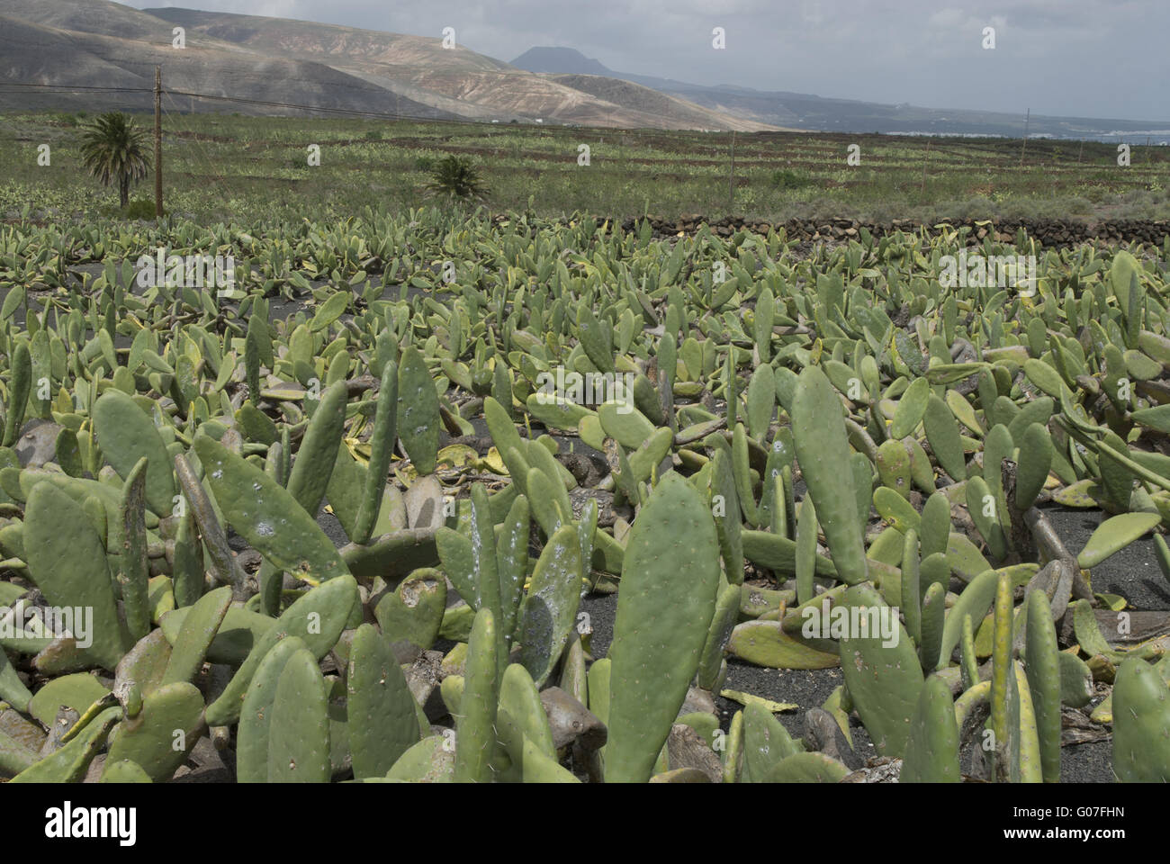 La piantagione di Cactus per la produzione di colorante rosso Foto Stock
