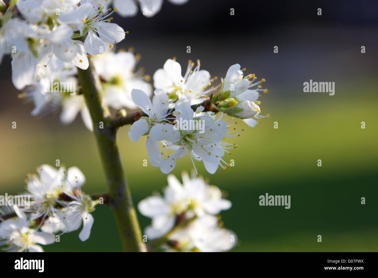 'Shropshire Prune' Damson Blossom a fine aprile Foto Stock