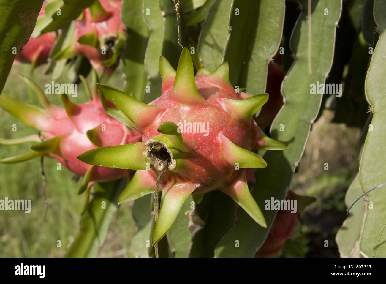 Pitahayas,Pitayas o Dragon frutta,(Selenicereus me Foto Stock