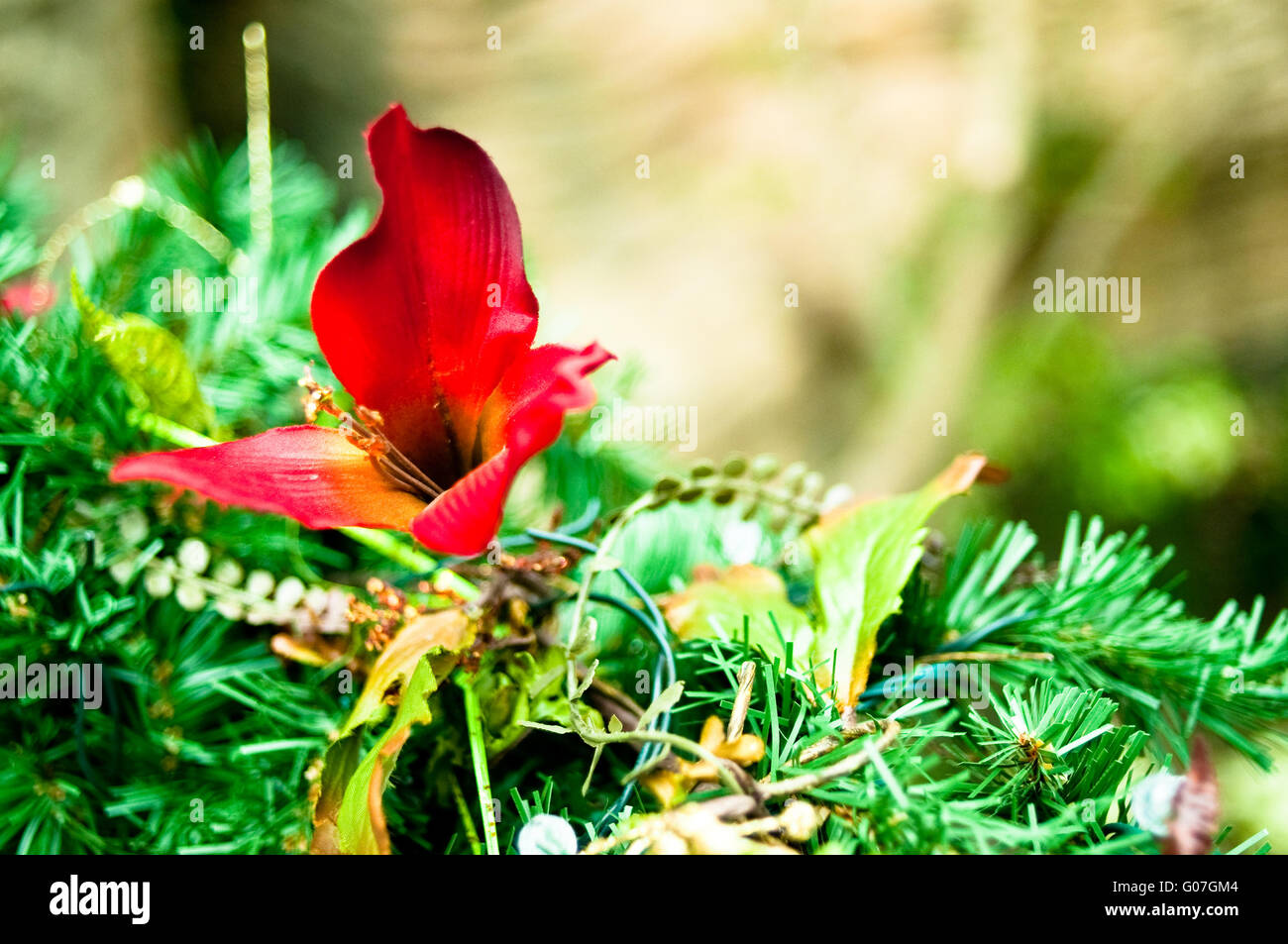 Vacanze di Natale ghirlanda-poinsetta Foto Stock