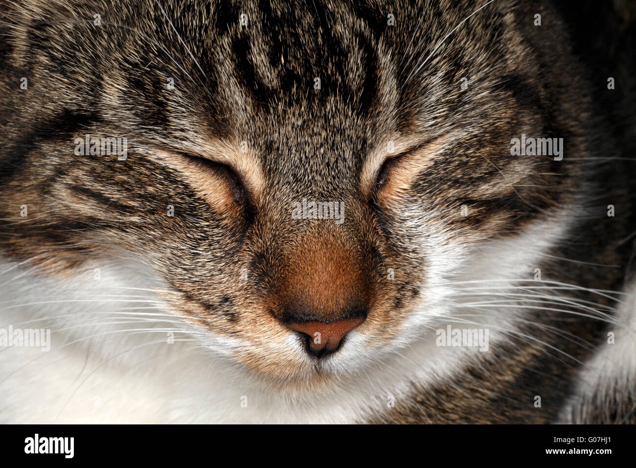 Cat avente un gatto nap, occhi serrati Foto Stock