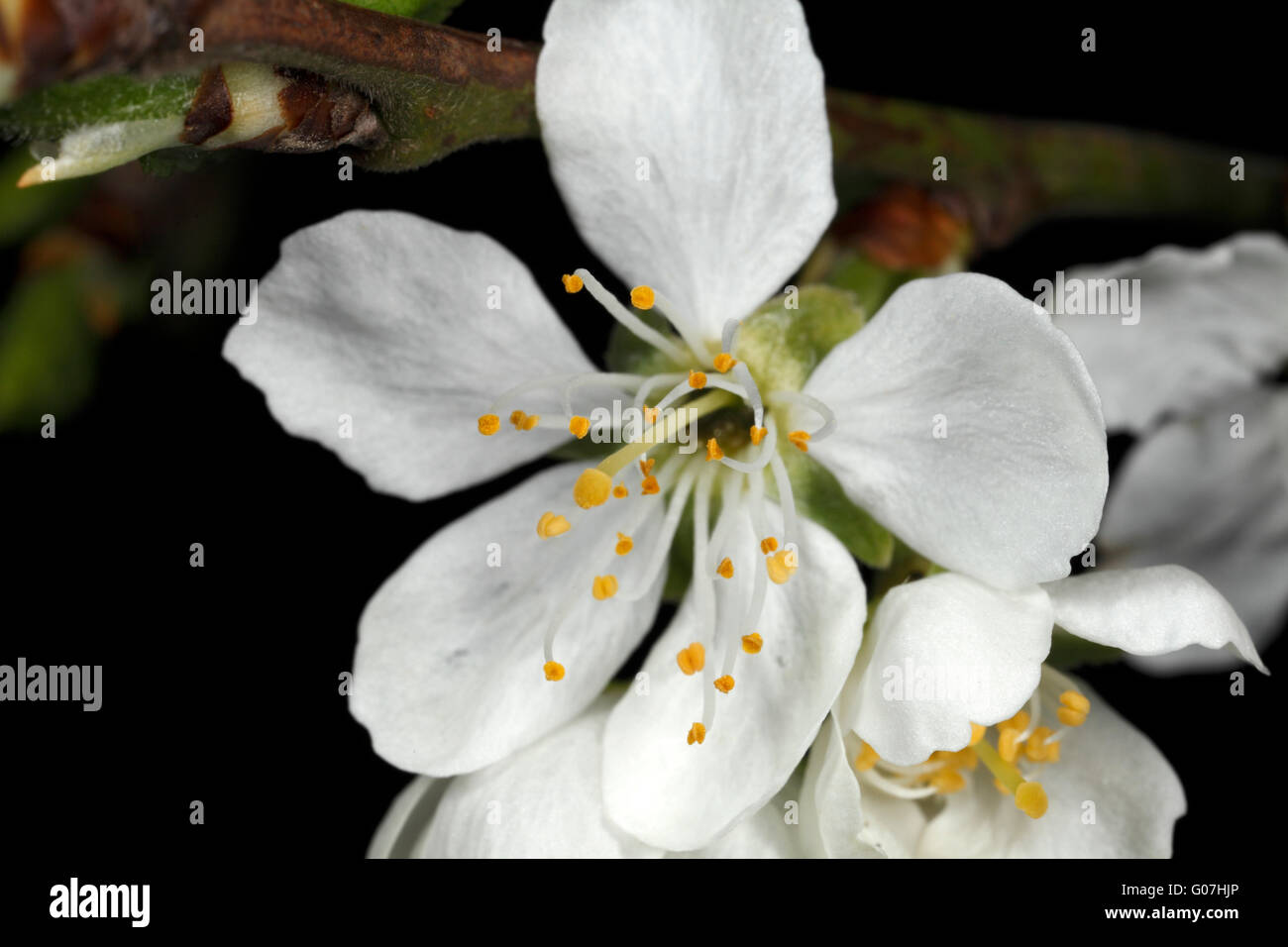 Victoria di prugna Fiore. Antere, filamenti Stamena dn lo stigma. Foto Stock