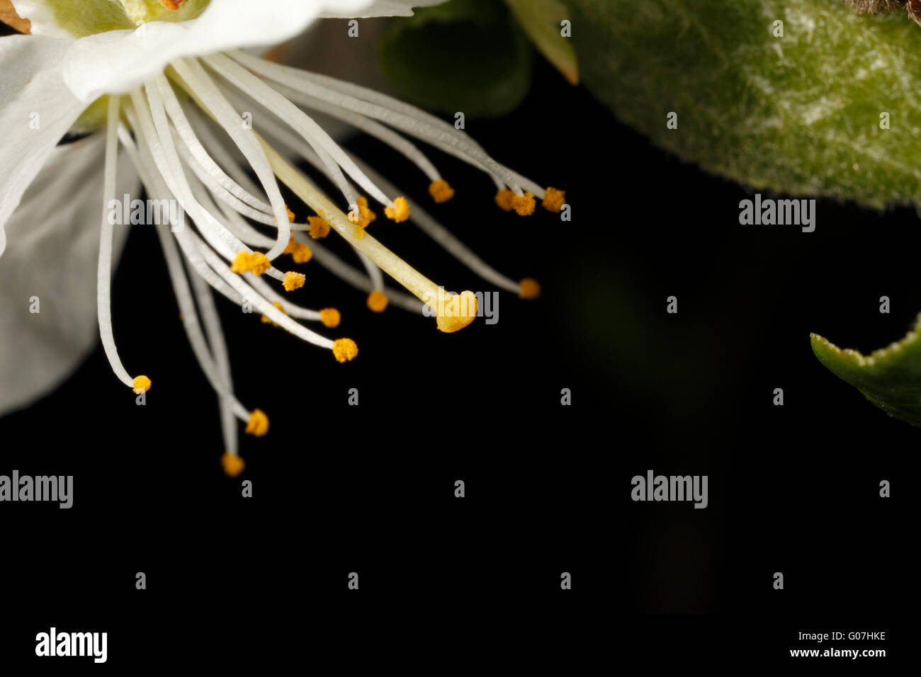 Prunus domestica. Fiore con antere e stame vicino. Varietà - Victoria Foto Stock