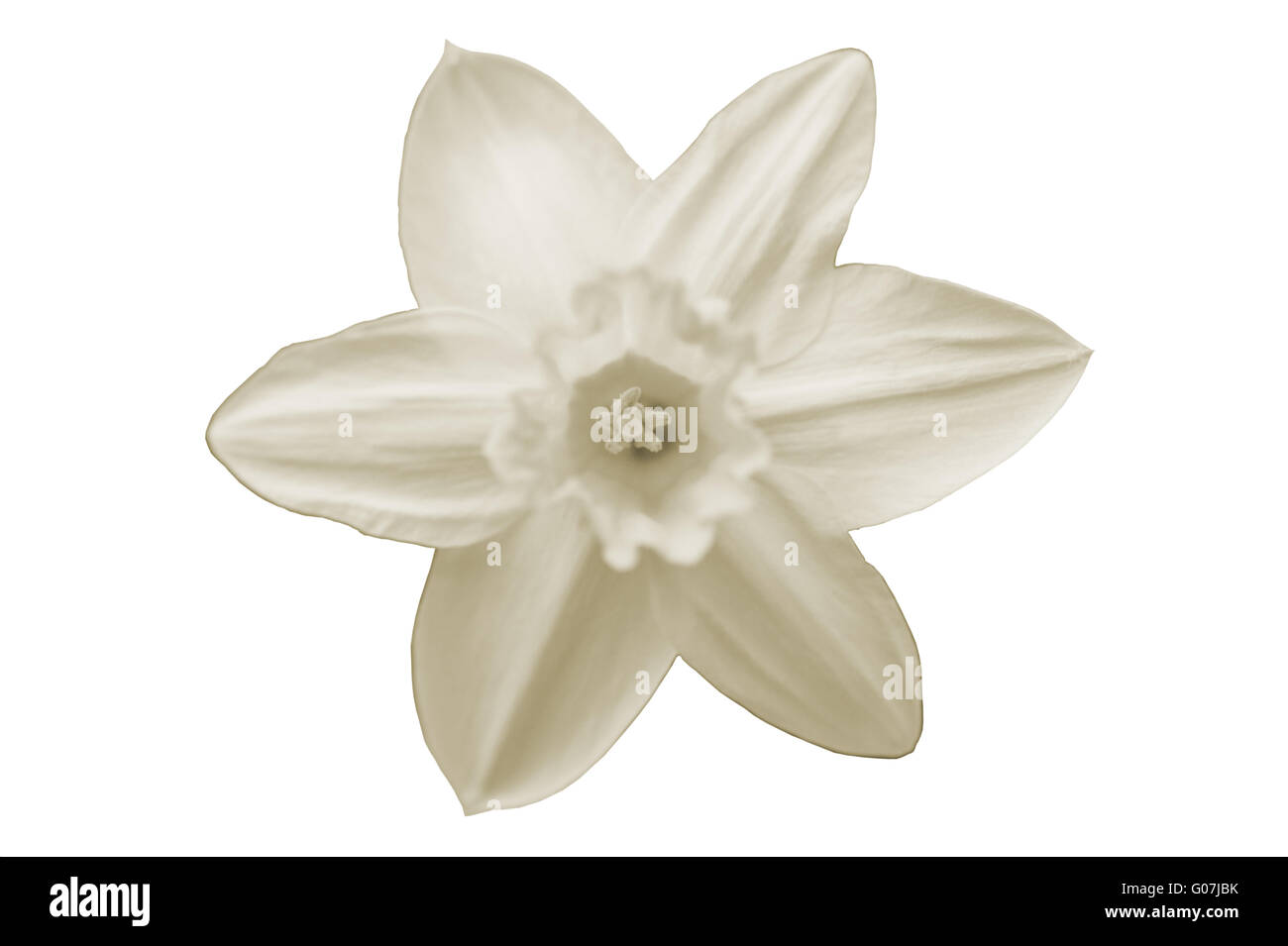 Daffodil isolato Foto Stock