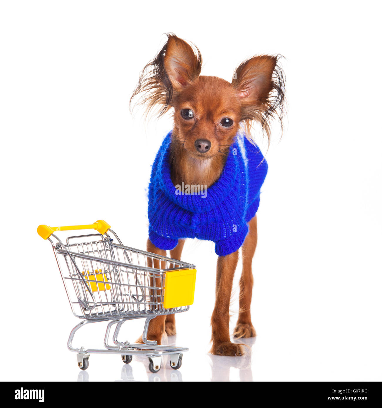 Toy Terrier con carrello isolato su bianco Foto Stock