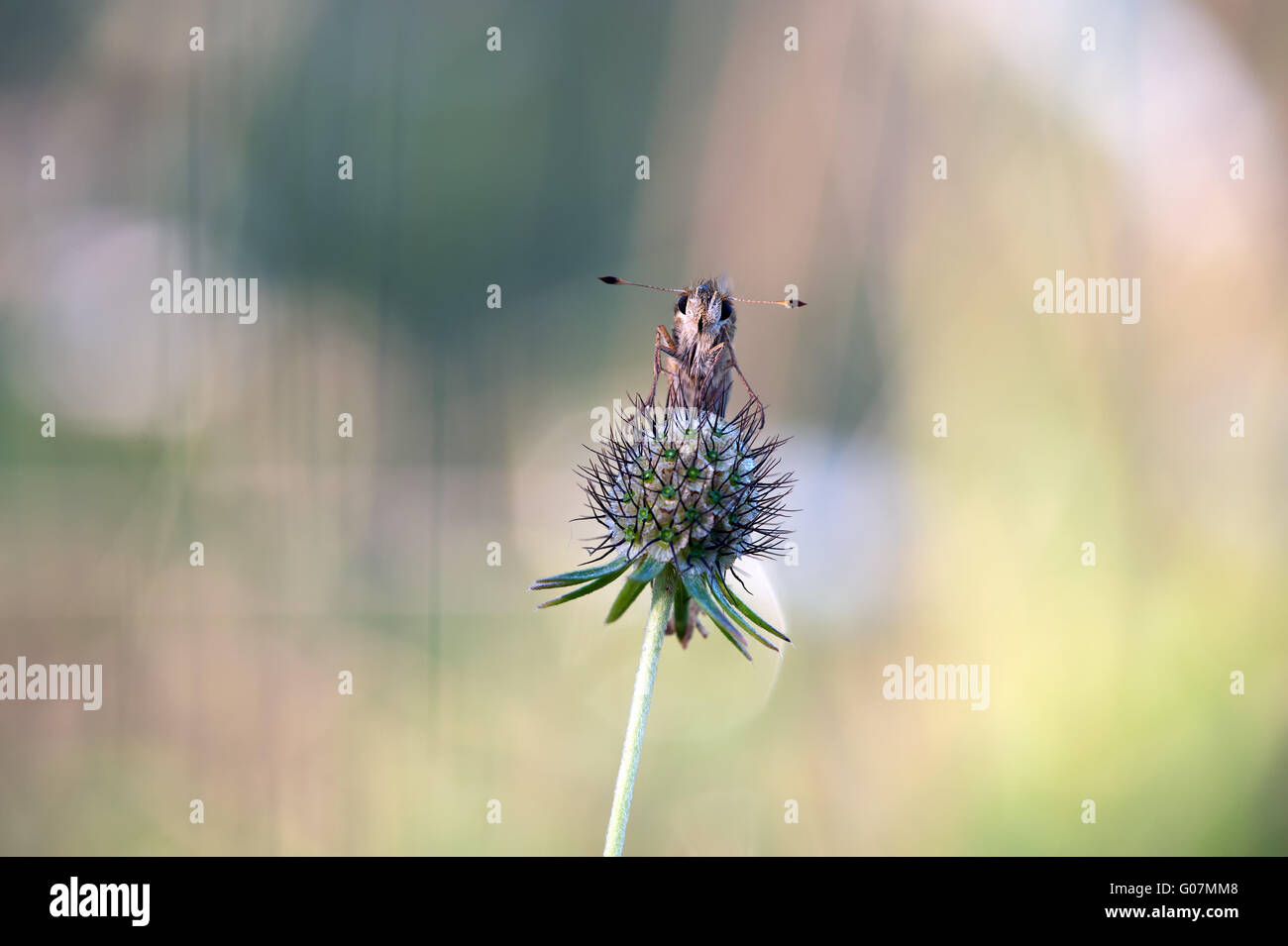 A marchio comune frontale skipper Foto Stock