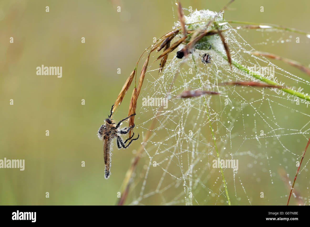 Rapinatore volare con spiderweb Foto Stock