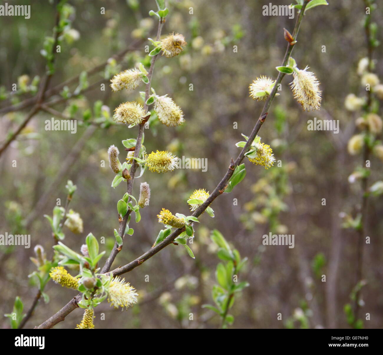 Blooming ramo di albero Foto Stock