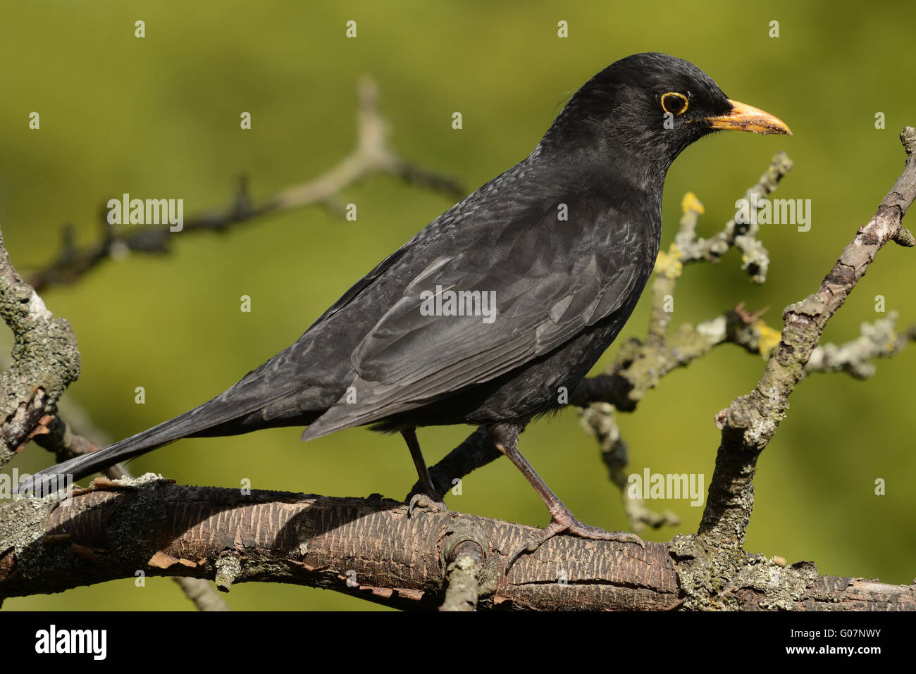uccello nero Foto Stock